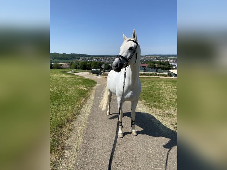 Koń hanowerski Klacz 19 lat 170 cm Siwa in Aalen