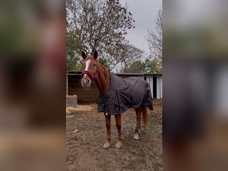 Koń hanowerski Klacz 19 lat 173 cm Kasztanowata in Fehmarn