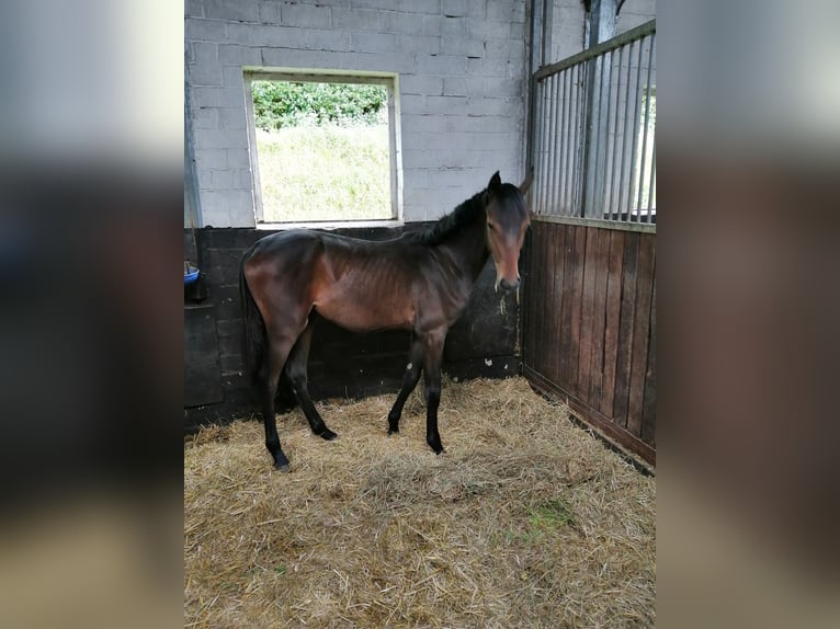 Koń hanowerski Klacz 1 Rok 149 cm Gniada in Bockenem