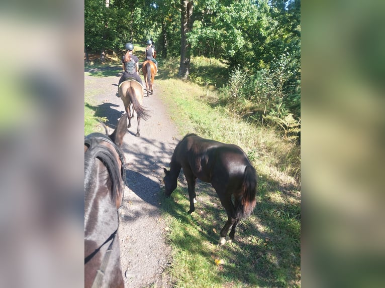 Koń hanowerski Klacz 1 Rok 167 cm Ciemnogniada in Żory