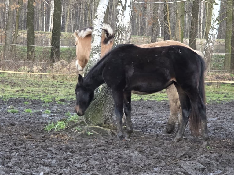 Koń hanowerski Klacz 1 Rok 167 cm Ciemnogniada in Żory