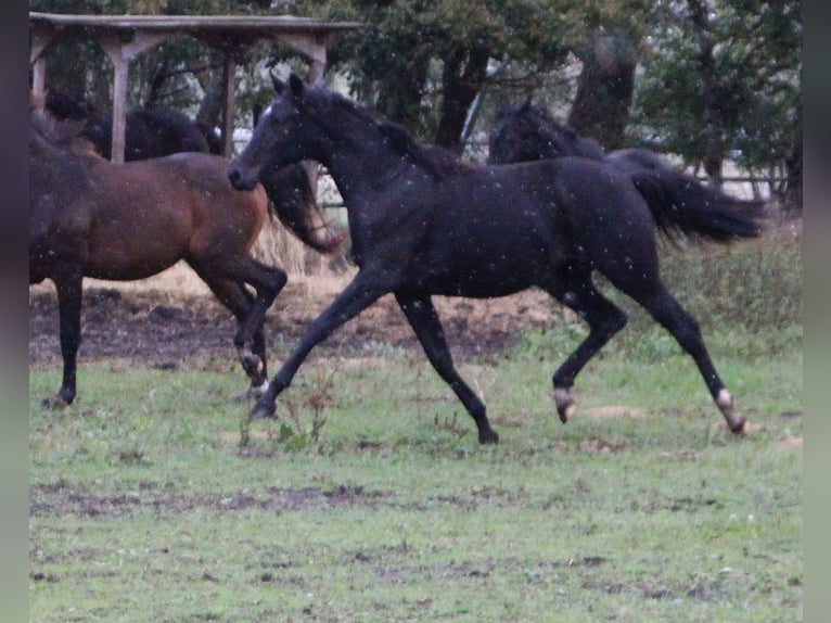 Koń hanowerski Klacz 1 Rok 168 cm Kara in Neustadt-Glewe