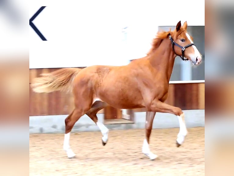 Koń hanowerski Klacz 1 Rok 168 cm Kasztanowata in Asperup