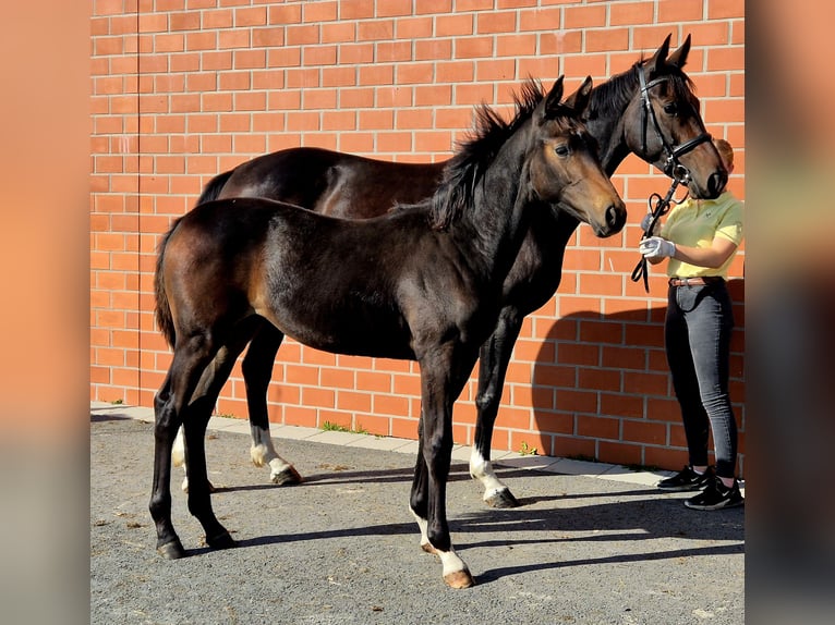 Koń hanowerski Klacz 1 Rok 170 cm Ciemnogniada in Ochtersum