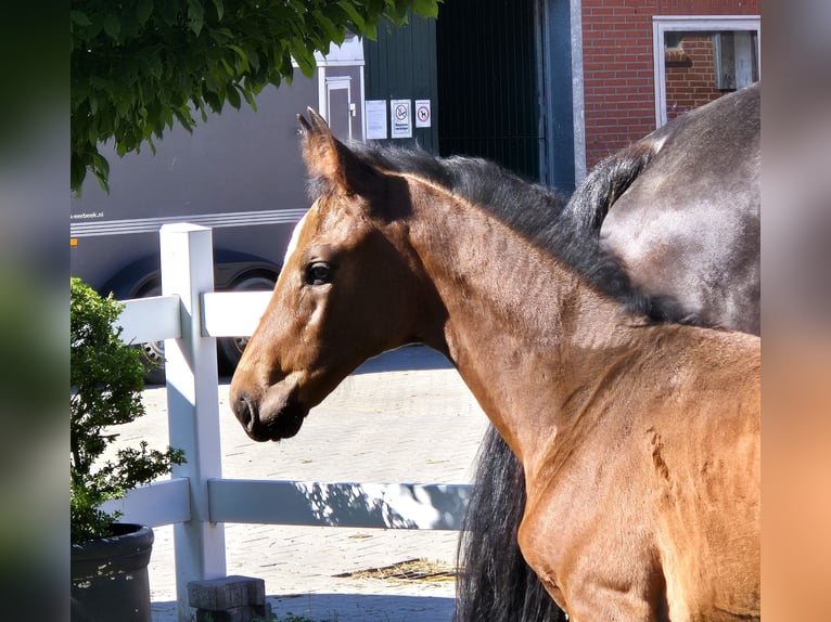 Koń hanowerski Klacz 1 Rok 170 cm Ciemnogniada in Spahnharrenstätte