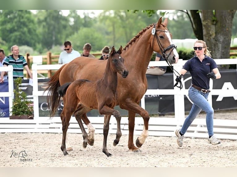 Koń hanowerski Klacz 1 Rok 170 cm Ciemnogniada in Niederlangen
