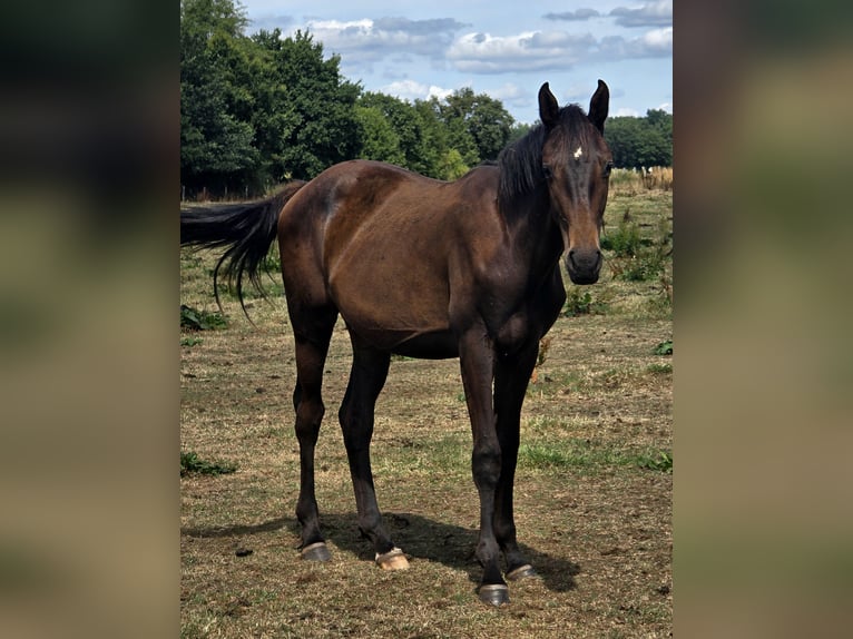 Koń hanowerski Klacz 1 Rok 170 cm Ciemnogniada in Niederlangen