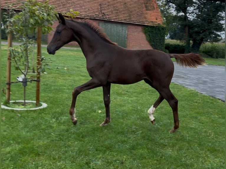 Koń hanowerski Klacz 1 Rok 170 cm Ciemnokasztanowata in Handrup