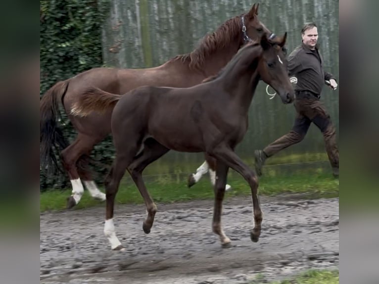 Koń hanowerski Klacz 1 Rok 170 cm Ciemnokasztanowata in Handrup