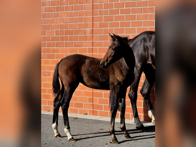 Koń hanowerski Klacz 1 Rok 170 cm Gniada in Ochtersum