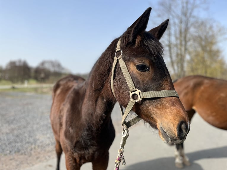 Koń hanowerski Mix Klacz 1 Rok 170 cm Gniada in EhrMarienfels