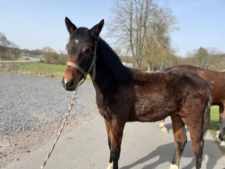 Koń hanowerski Mix Klacz 1 Rok 170 cm Gniada in Marienfels