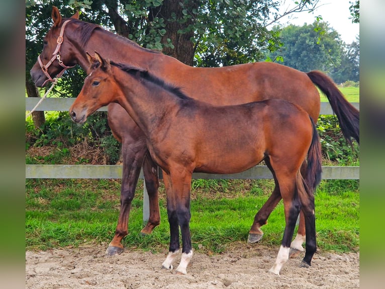 Koń hanowerski Klacz 1 Rok 170 cm Gniada in Ochtersum