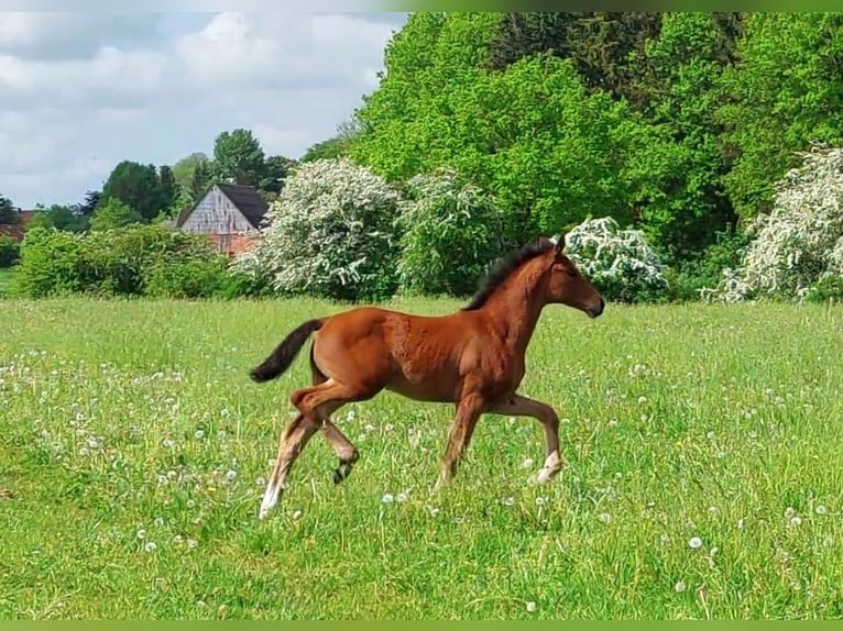 Koń hanowerski Klacz 1 Rok 170 cm Gniada in Zarpen