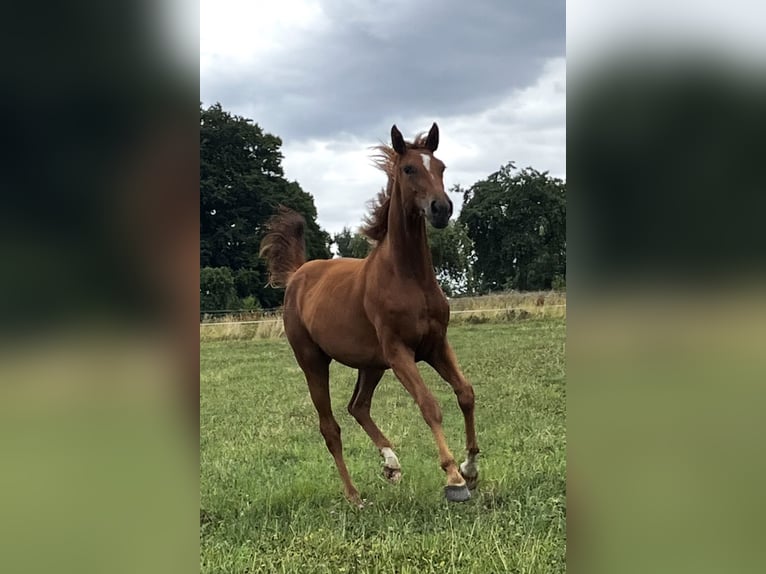 Koń hanowerski Klacz 1 Rok 170 cm Kasztanowata in Neukirchen