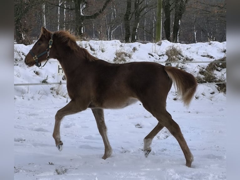 Koń hanowerski Klacz 1 Rok 170 cm Kasztanowata in Rehden