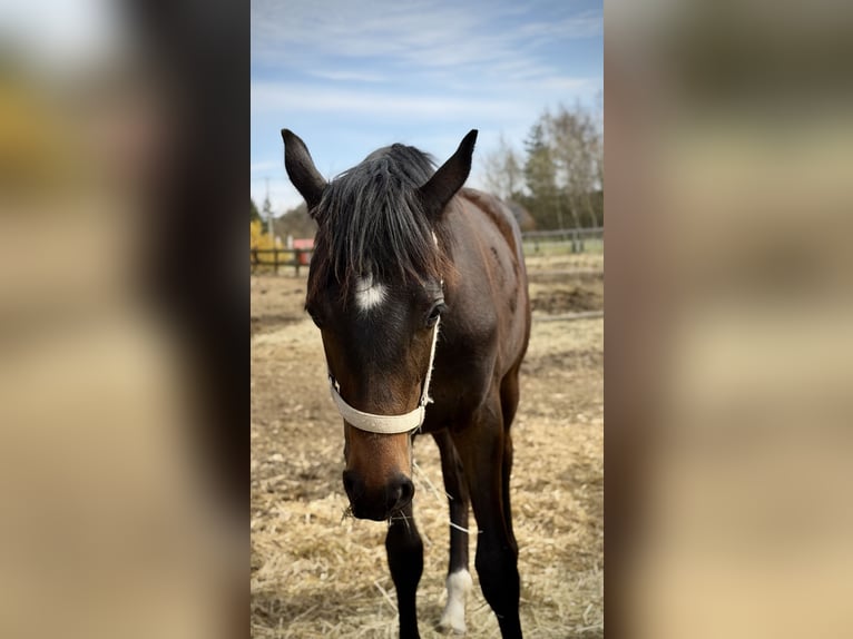 Koń hanowerski Klacz 1 Rok 170 cm Skarogniada in Morsko