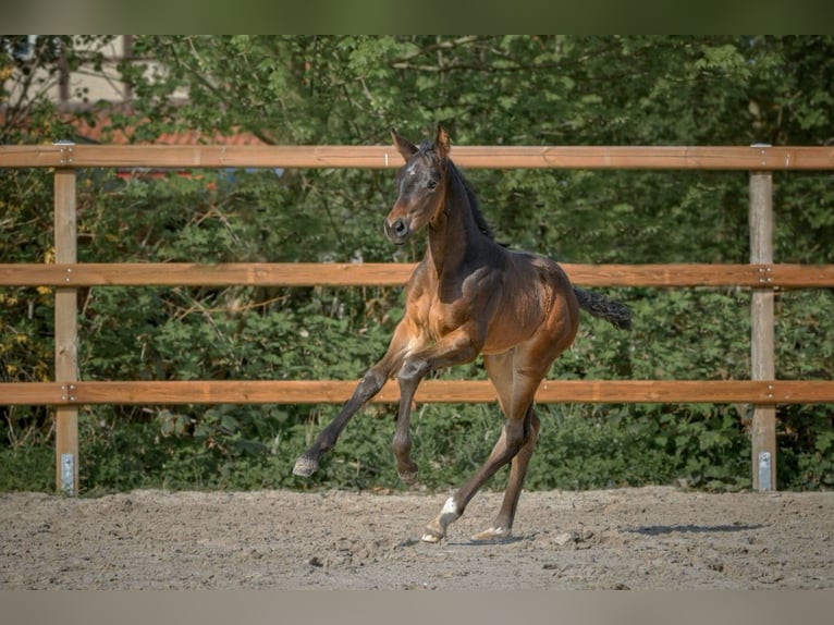 Koń hanowerski Klacz 1 Rok 172 cm Ciemnogniada in Königslutter am Elm