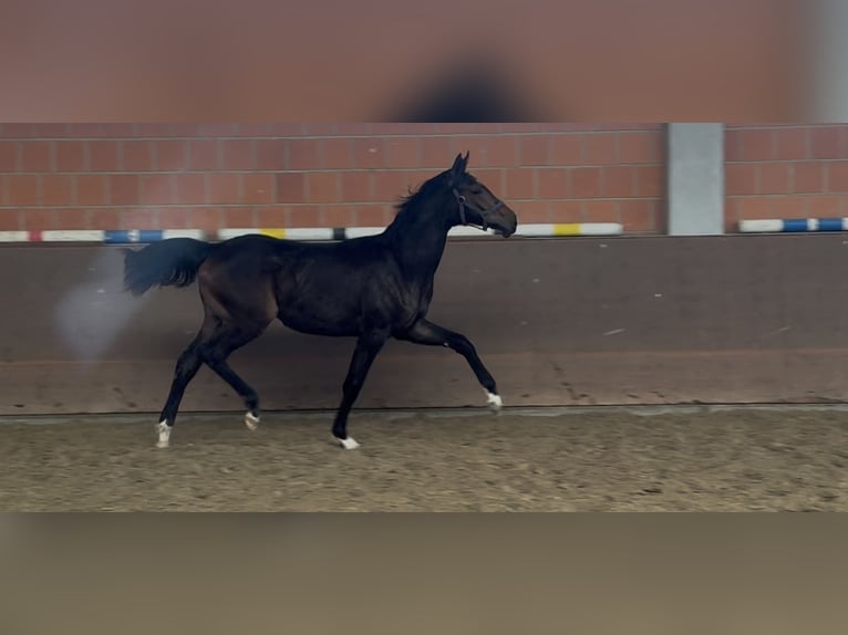 Koń hanowerski Klacz 1 Rok 172 cm Ciemnogniada in Langwedel