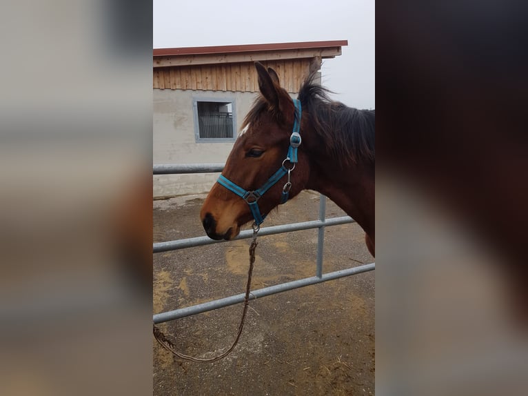 Koń hanowerski Klacz 1 Rok Ciemnogniada in Haldenwang