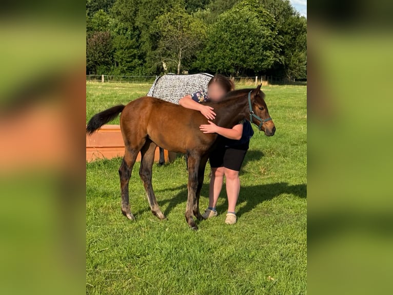 Koń hanowerski Klacz 1 Rok Ciemnogniada in Ostrhauderfehn