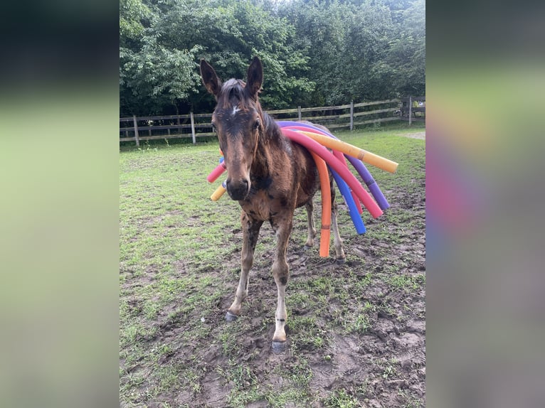 Koń hanowerski Klacz 1 Rok Ciemnogniada in Berne