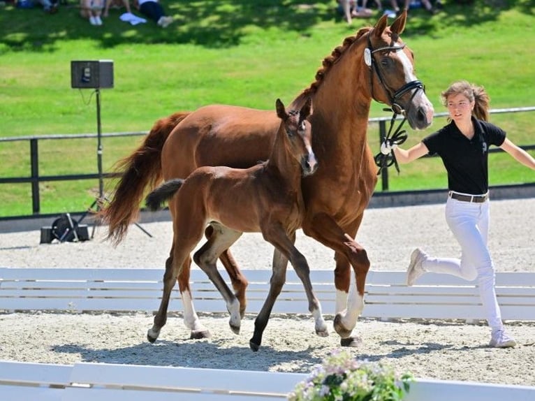 Koń hanowerski Klacz 1 Rok Ciemnogniada in Vierlinden Friedersdorf
