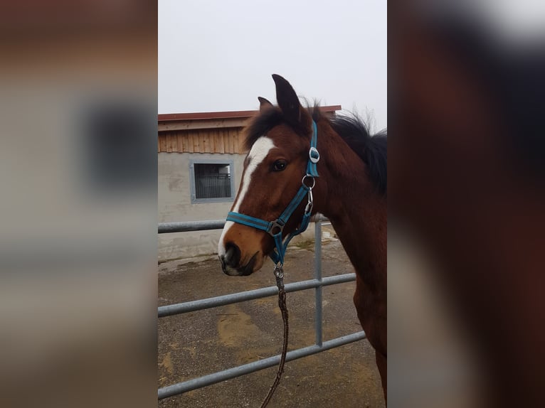 Koń hanowerski Klacz 1 Rok Gniada in Haldenwang