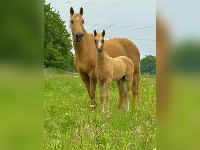 Koń hanowerski Klacz 1 Rok Izabelowata in Raddestorf