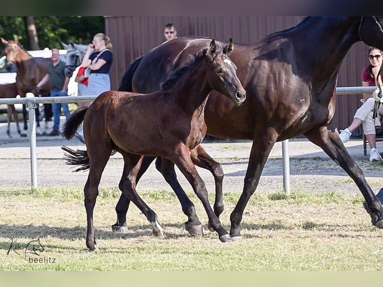 Koń hanowerski Klacz 1 Rok Kara in Breddorf
