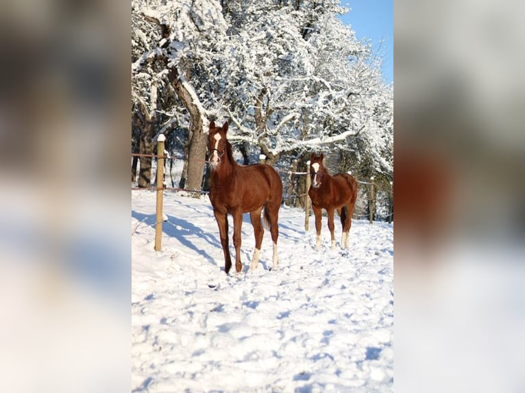 Koń hanowerski Klacz 1 Rok Kasztanowata in Haigerloch