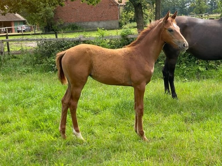Koń hanowerski Klacz 1 Rok Kasztanowata in Blender