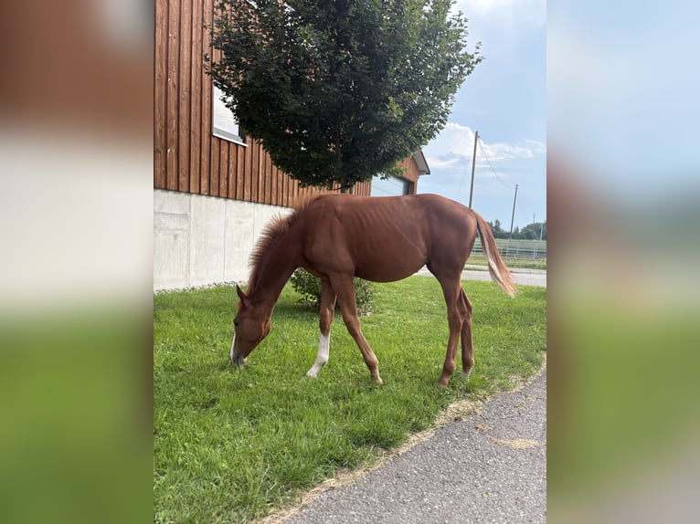 Koń hanowerski Klacz 1 Rok Kasztanowata in Meckenbeuren