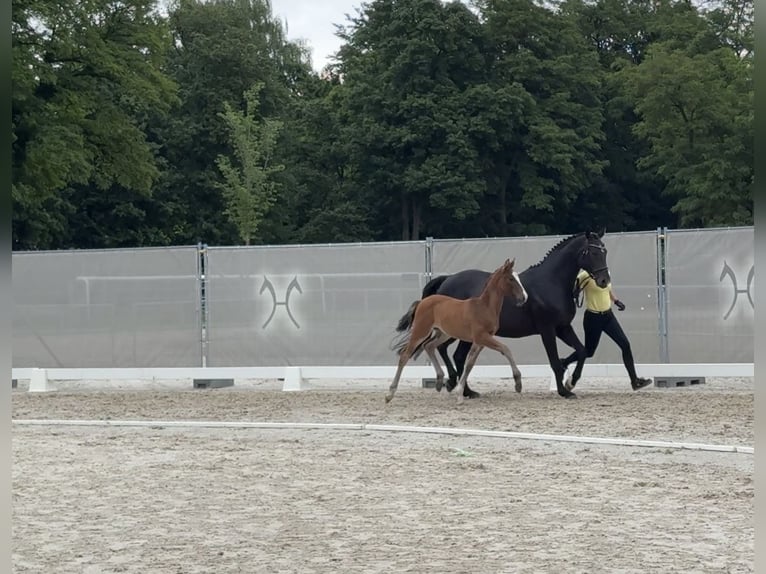 Koń hanowerski Klacz 1 Rok in St&#xF6;ckse
