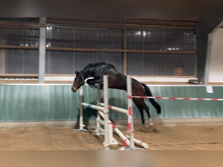 Koń hanowerski Klacz 1 Rok in St&#xF6;ckse