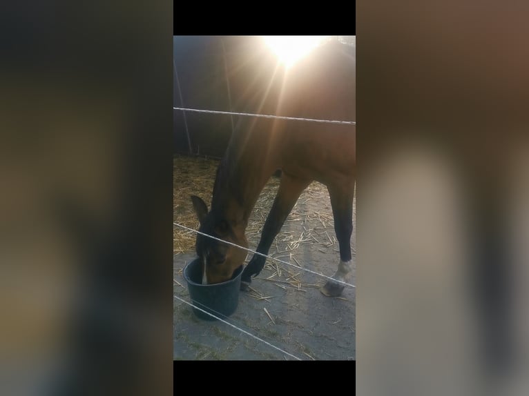 Koń hanowerski Klacz 20 lat 163 cm Gniada in Hage