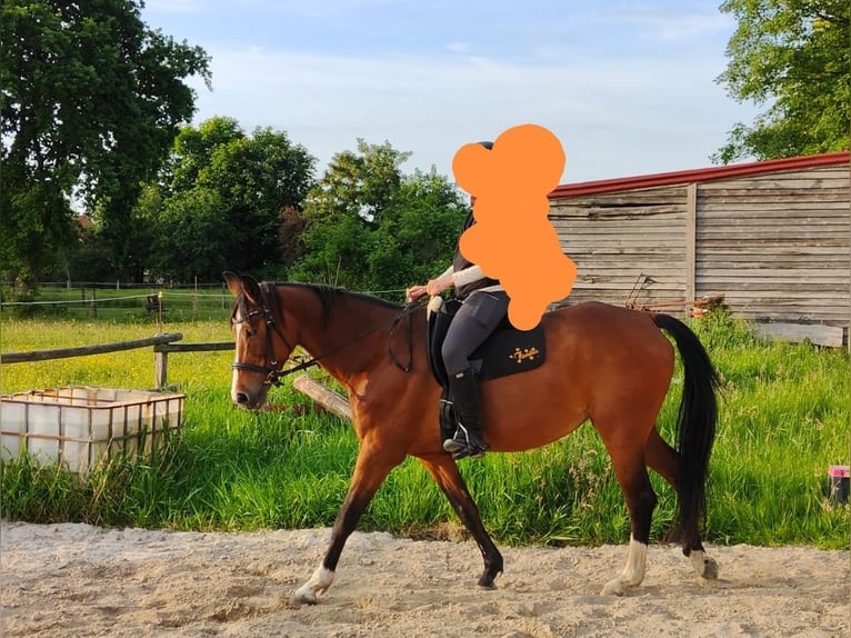 Koń hanowerski Klacz 20 lat 163 cm Gniada in Hage