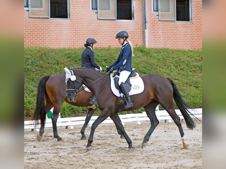 Koń hanowerski Klacz 20 lat 164 cm Kara in Zweibrücken