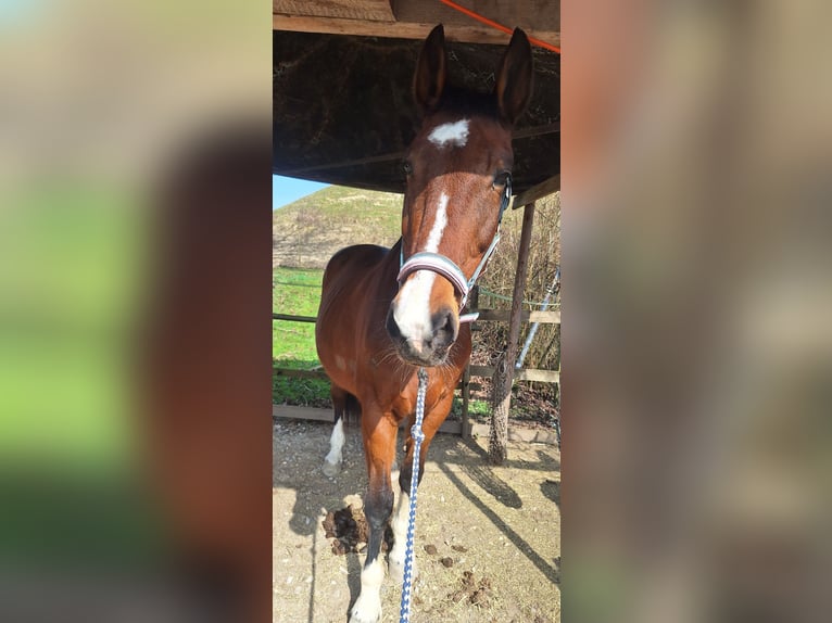 Koń hanowerski Klacz 20 lat 165 cm Gniada in Tettnang