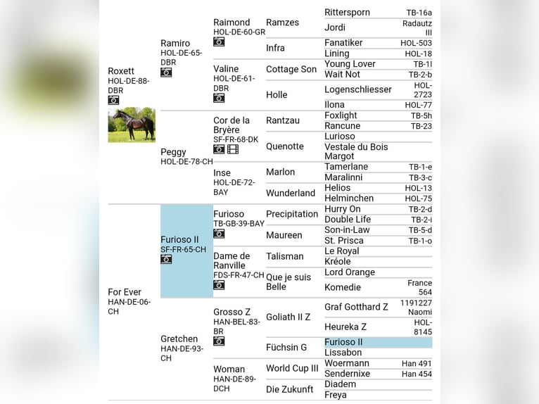 Koń hanowerski Klacz 20 lat 168 cm Kasztanowata in Mücheln (Geiseltal)