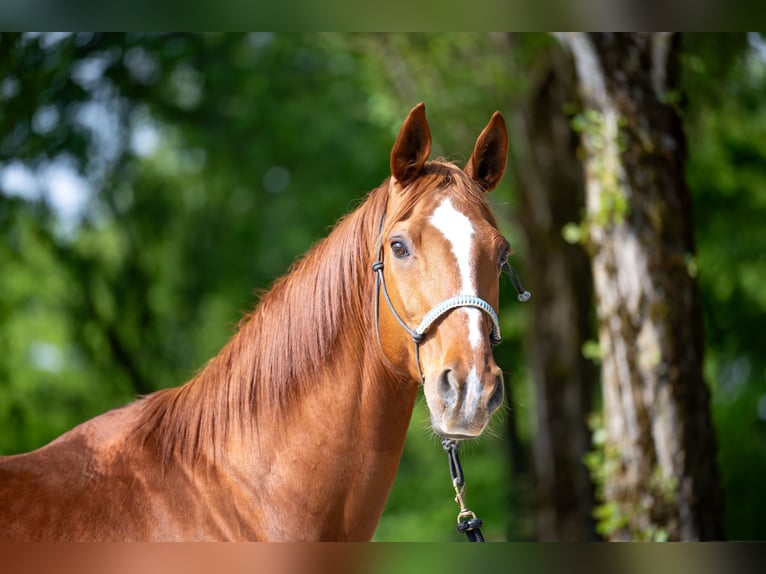 Koń hanowerski Klacz 20 lat 168 cm Kasztanowata in Argenbühl
