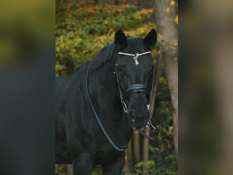 Koń hanowerski Klacz 20 lat 170 cm Kara in Amstetten