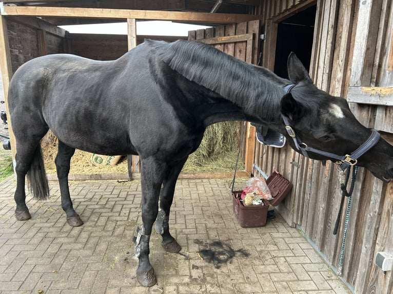 Koń hanowerski Klacz 21 lat 168 cm Kara in Blender