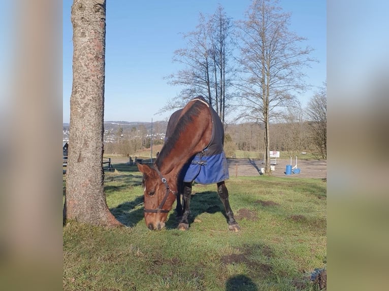 Koń hanowerski Klacz 22 lat 166 cm Gniada in Wiehl