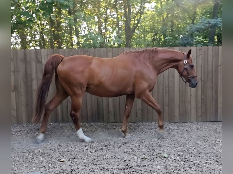 Koń hanowerski Klacz 23 lat 164 cm Kasztanowata in Hochheim am Main