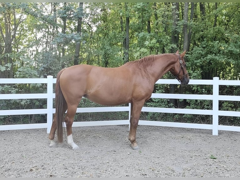 Koń hanowerski Klacz 23 lat 164 cm Kasztanowata in Hochheim am Main