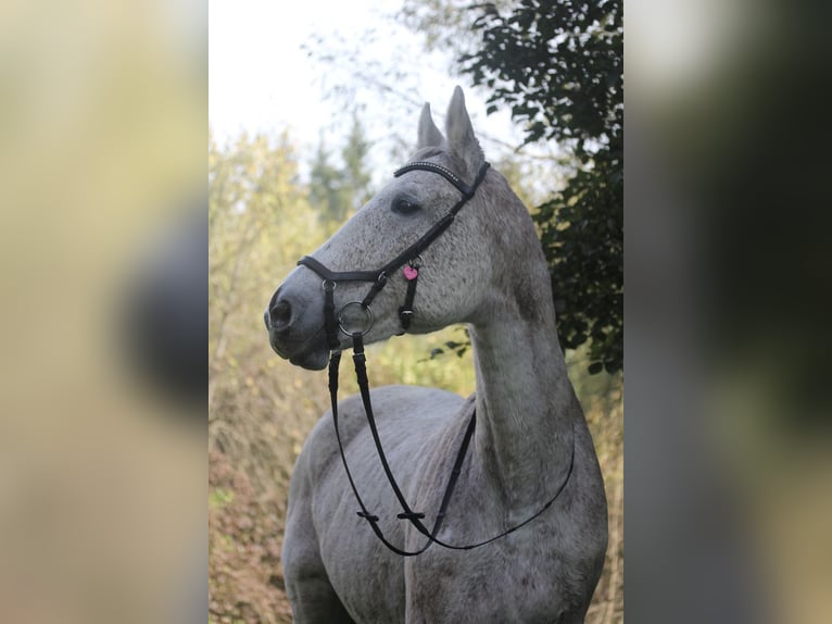 Koń hanowerski Klacz 24 lat 170 cm Siwa in HechingenHechingen