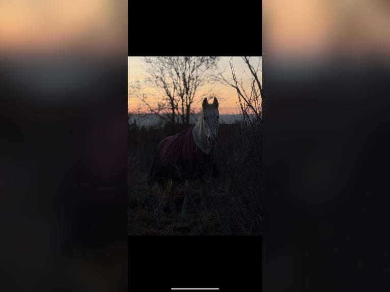 Koń hanowerski Klacz 25 lat 164 cm Siwa in Northeim