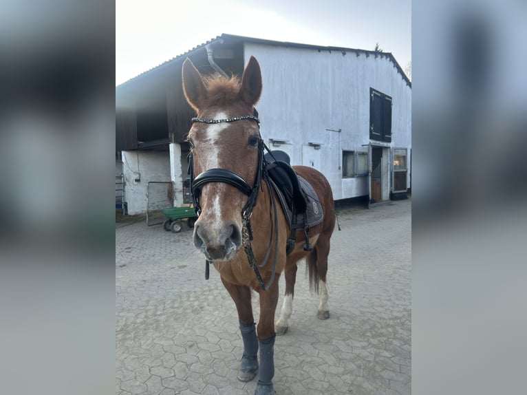 Koń hanowerski Klacz 26 lat in Boppard