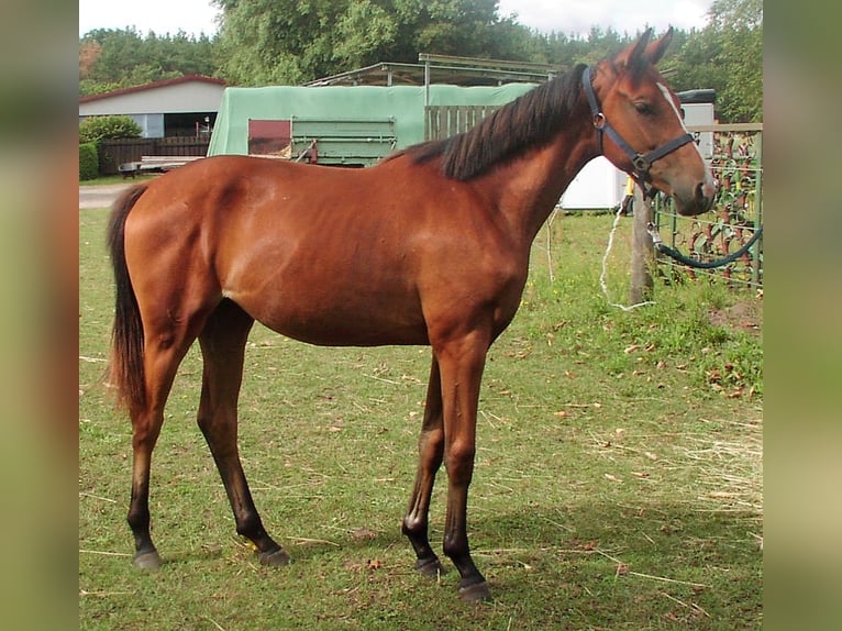 Koń hanowerski Klacz 2 lat 152 cm Gniada in Falkensee